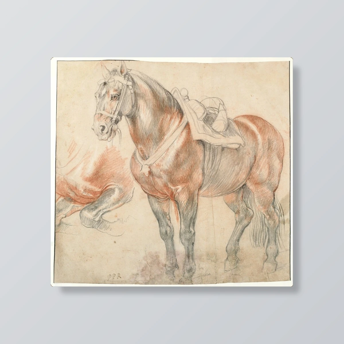 Saddled Horse Study(Saddled Horse Study)