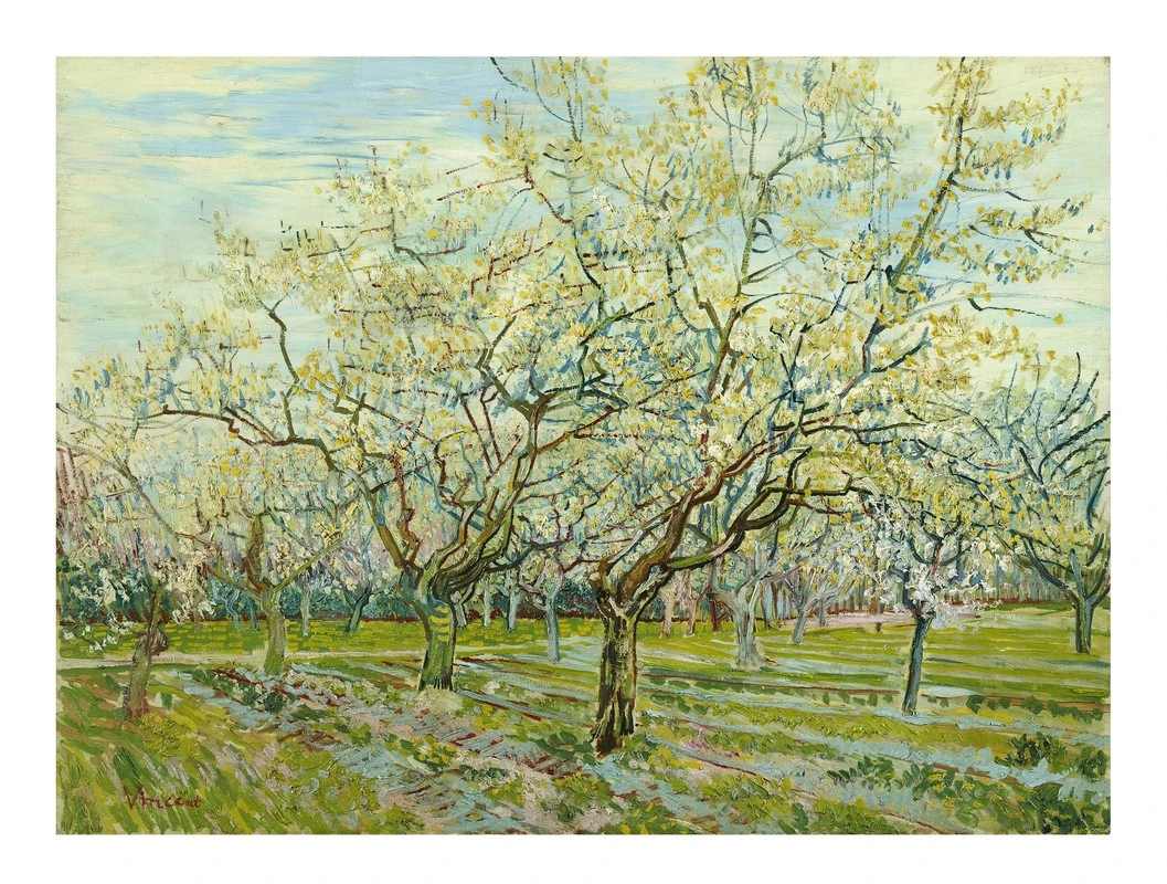 Almond Blossom(Almond Blossom)